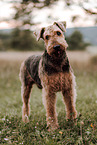 Airedale Terrier