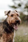 Airedale Terrier