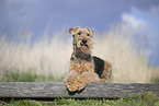 Airedale Terrier