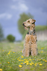 Airedale Terrier