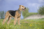Airedale Terrier
