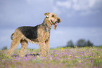 Airedale Terrier