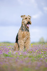 Airedale Terrier
