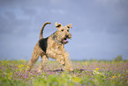 Airedale Terrier