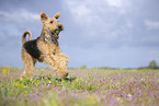 Airedale Terrier