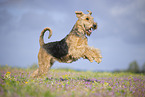 Airedale Terrier