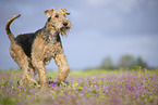 Airedale Terrier