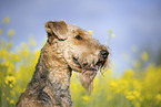Airedale Terrier