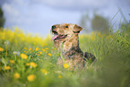 Airedale Terrier