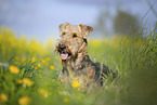 Airedale Terrier