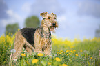 Airedale Terrier