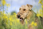 Airedale Terrier