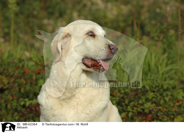 Anatolischer Hirtenhund / Akbash / MR-02364