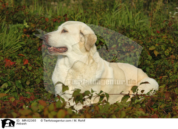 Anatolischer Hirtenhund / Akbash / MR-02365