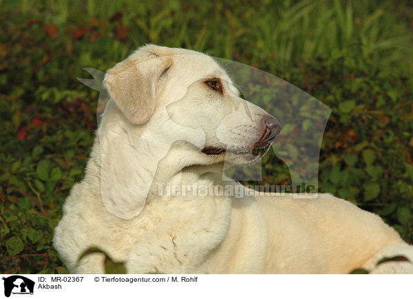 Anatolischer Hirtenhund / Akbash / MR-02367