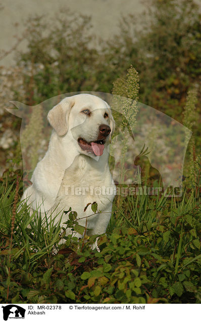 Anatolischer Hirtenhund / Akbash / MR-02378