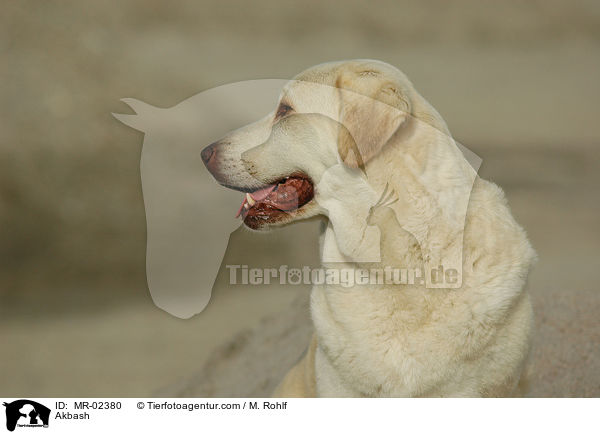 Anatolischer Hirtenhund / Akbash / MR-02380