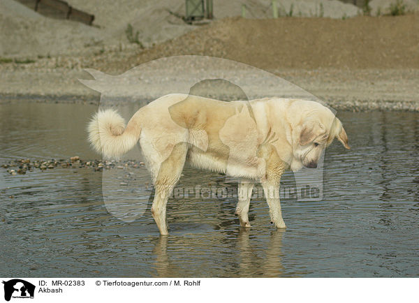 Anatolischer Hirtenhund / Akbash / MR-02383