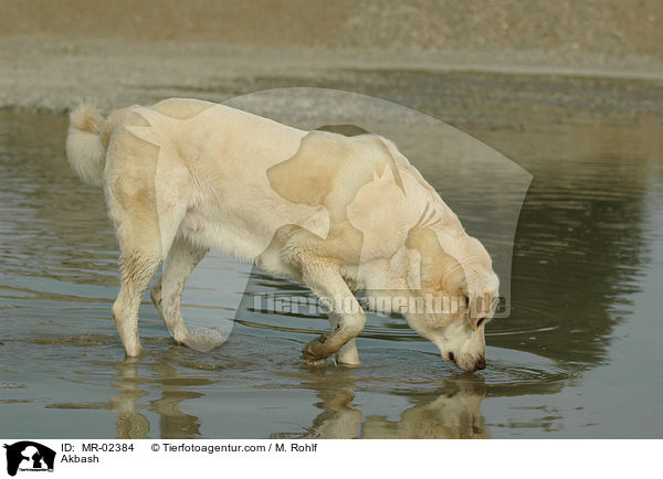 Anatolischer Hirtenhund / Akbash / MR-02384