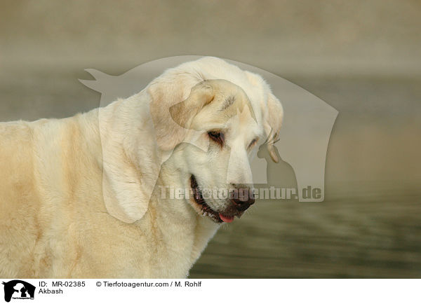 Anatolischer Hirtenhund / Akbash / MR-02385