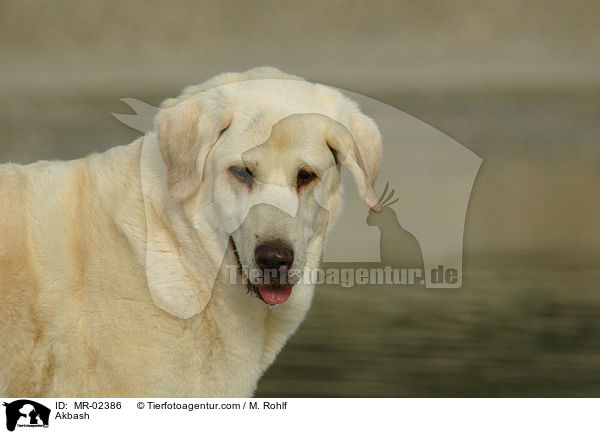 Anatolischer Hirtenhund / Akbash / MR-02386