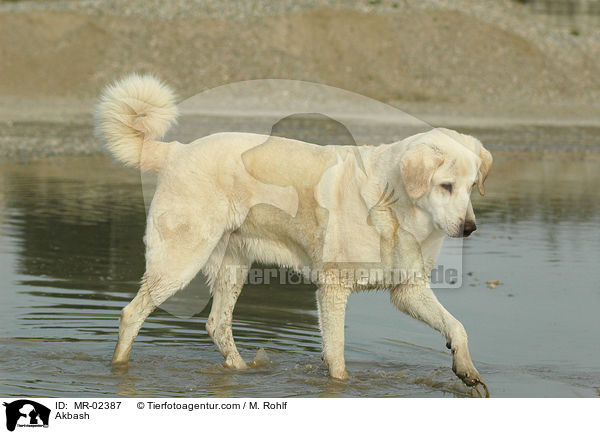 Anatolischer Hirtenhund / Akbash / MR-02387
