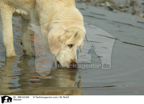 Anatolischer Hirtenhund / Akbash / MR-02388