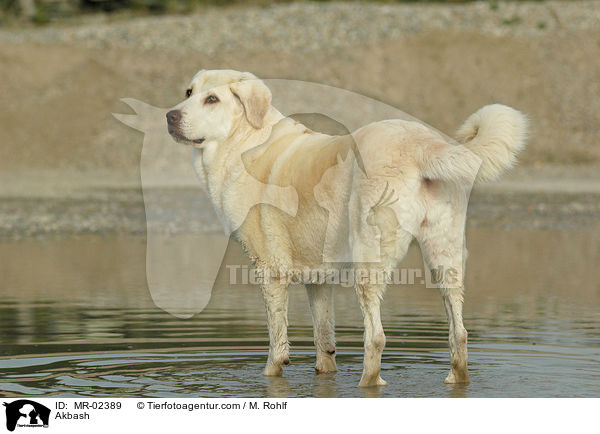 Anatolischer Hirtenhund / Akbash / MR-02389