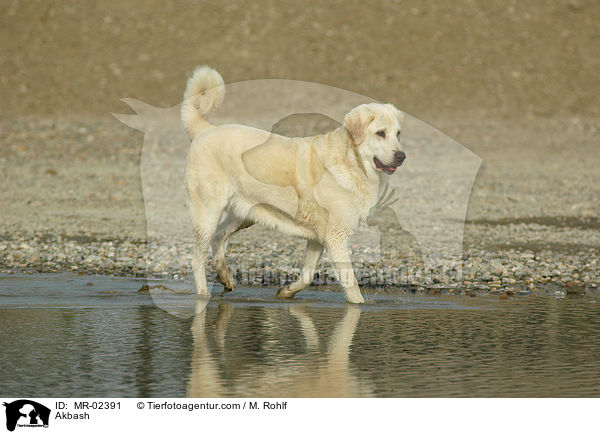 Anatolischer Hirtenhund / Akbash / MR-02391