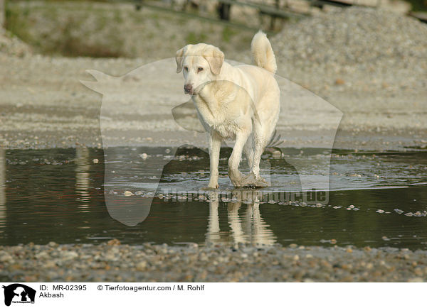 Anatolischer Hirtenhund / Akbash / MR-02395