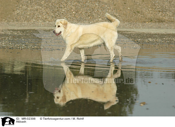 Anatolischer Hirtenhund / Akbash / MR-02398