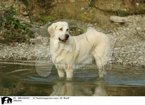 Anatolischer Hirtenhund / Akbash / MR-02400