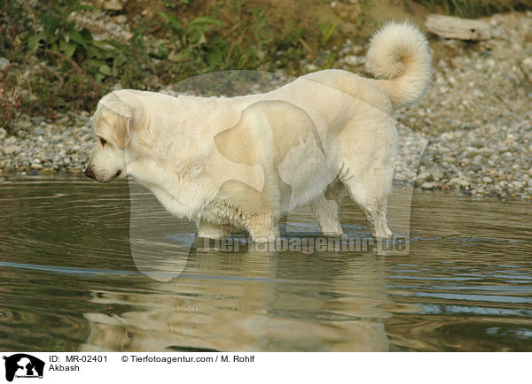 Anatolischer Hirtenhund / Akbash / MR-02401