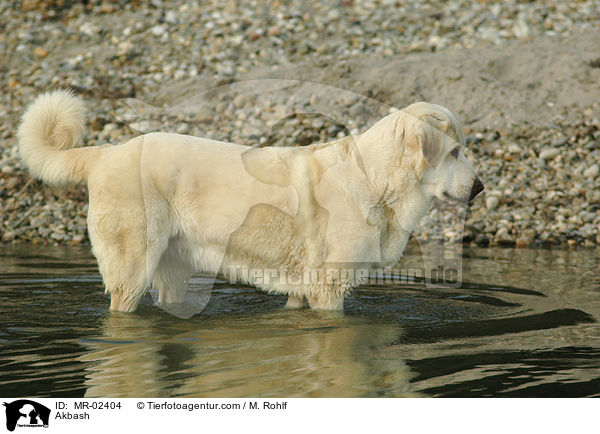 Anatolischer Hirtenhund / Akbash / MR-02404