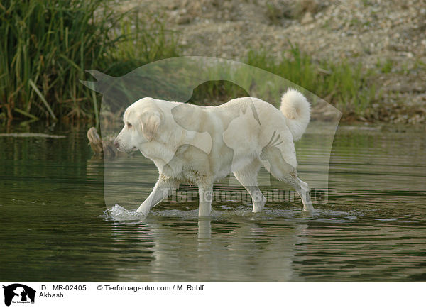 Anatolischer Hirtenhund / Akbash / MR-02405