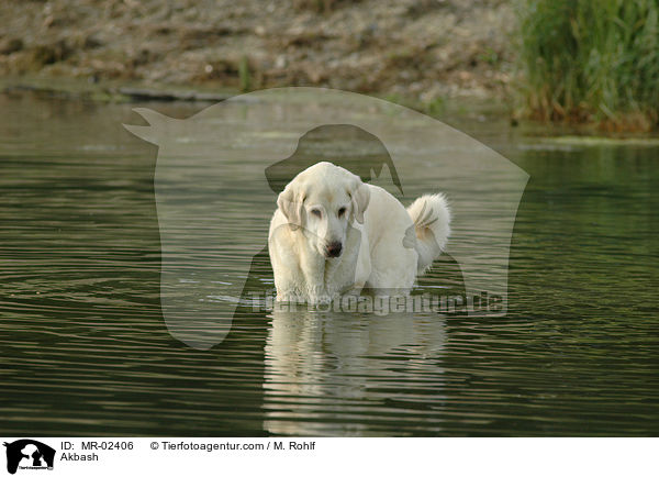Anatolischer Hirtenhund / Akbash / MR-02406