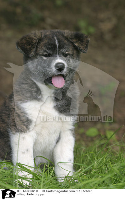 sitzender Akita Inu Welpe / sitting Akita puppy / RR-05619