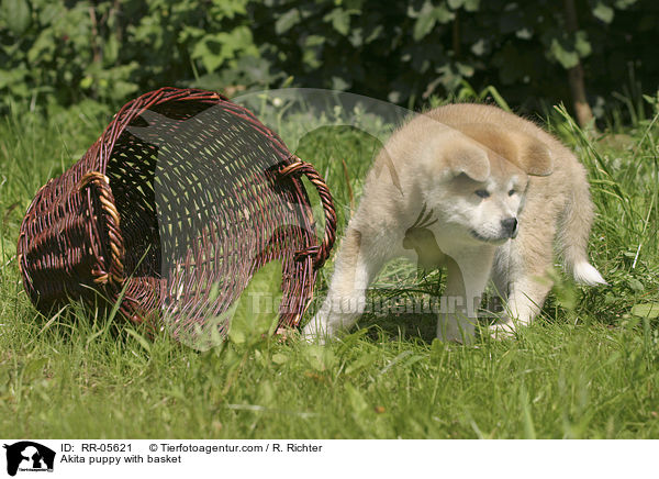 Akita Inu mit Korb / Akita puppy with basket / RR-05621