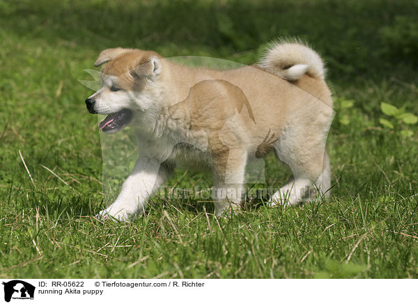 rennender Akita Inu Welpe / running Akita puppy / RR-05622