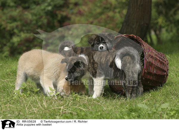Akita Inus mit Korb / Akita puppies with basket / RR-05628