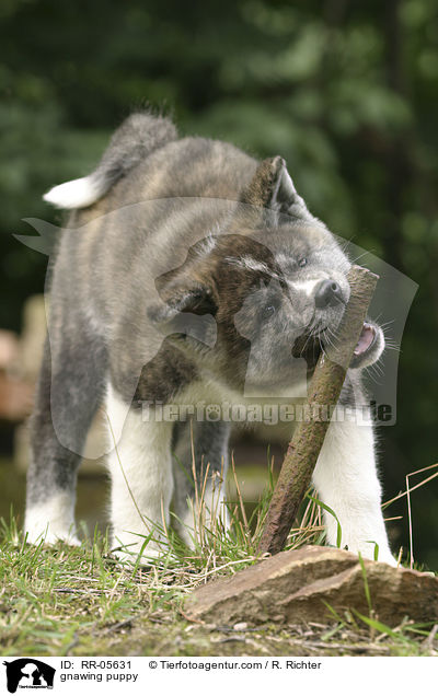 knabbernder Akita Inu Welpe / gnawing puppy / RR-05631