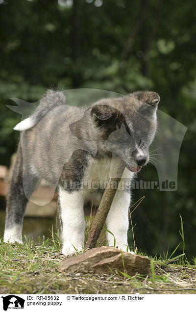 knabbernder Akita Inu Welpe / gnawing puppy / RR-05632