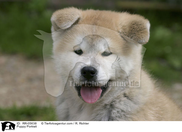 Akita Inu Welpe / Puppy Portrait / RR-05638
