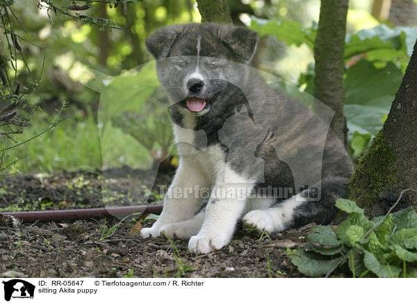 sitzender Akita Inu Welpe / sitting Akita puppy / RR-05647