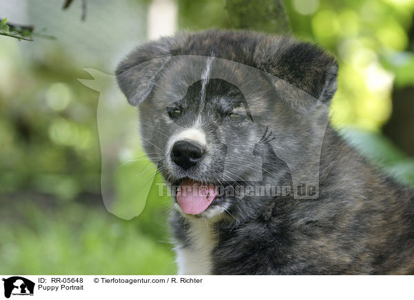 Akita Inu Welpe / Puppy Portrait / RR-05648