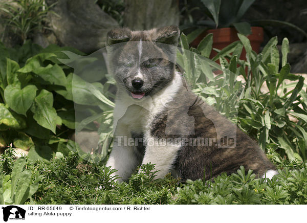 sitzender Akita Inu Welpe / sitting Akita puppy / RR-05649