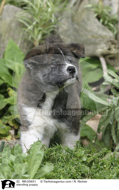 stehender Akita Inu Welpe / standing puppy / RR-05651