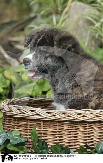 Akita Inu Welpe im Krbchen / Akita Inu puppy in a basket / RR-05653