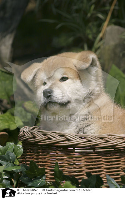 Akita Inu Welpe im Krbchen / Akita Inu puppy in a basket / RR-05657