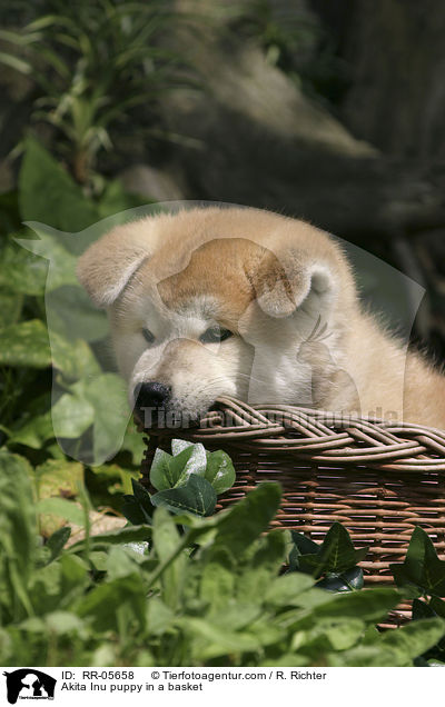 Akita Inu Welpe im Krbchen / Akita Inu puppy in a basket / RR-05658